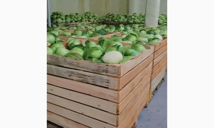 Капуста білокачанна оптом 200+ тонн - фото № 1