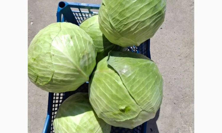 Капуста сорту Сторідор на продаж - фото № 1