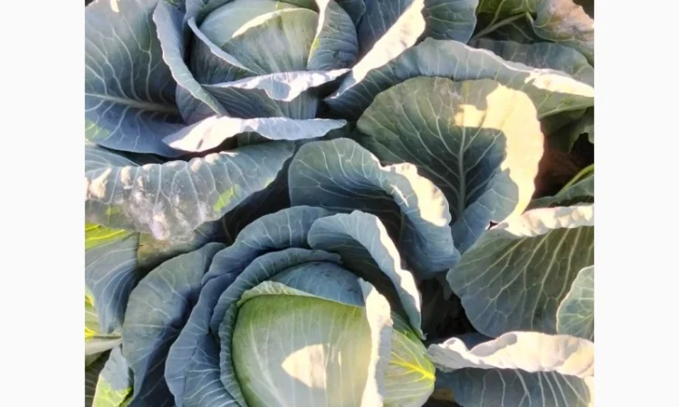 Капуста сорту Сторідор на продаж - фото № 2