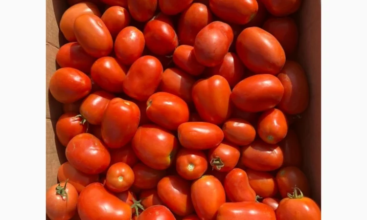 Капуста сорт Агресор на продажу - фото № 3