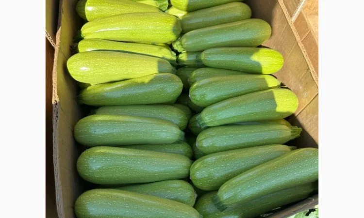 Капуста сорт Агресор на продажу - фото № 4