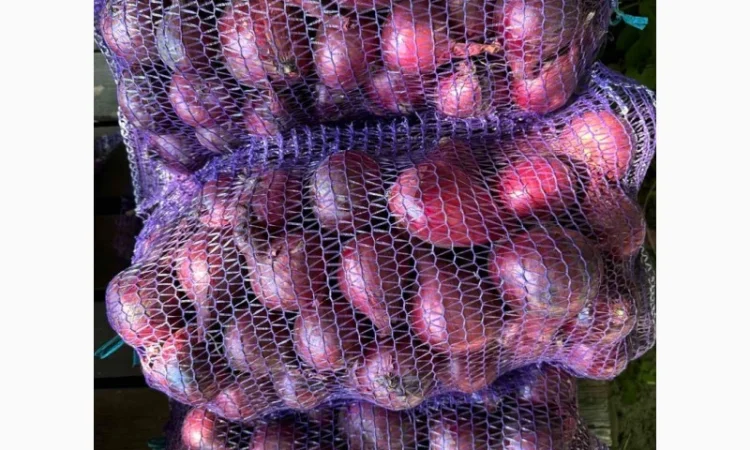 Капуста сорт Агресор на продажу - фото № 5