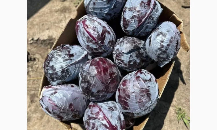 Капуста сорт Агресор на продажу - фото № 6