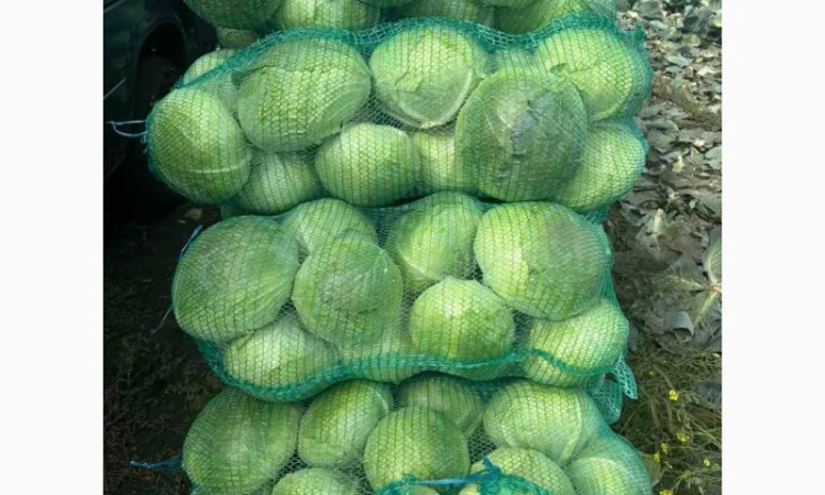 Капуста сорт агресор на продажу - фото № 3