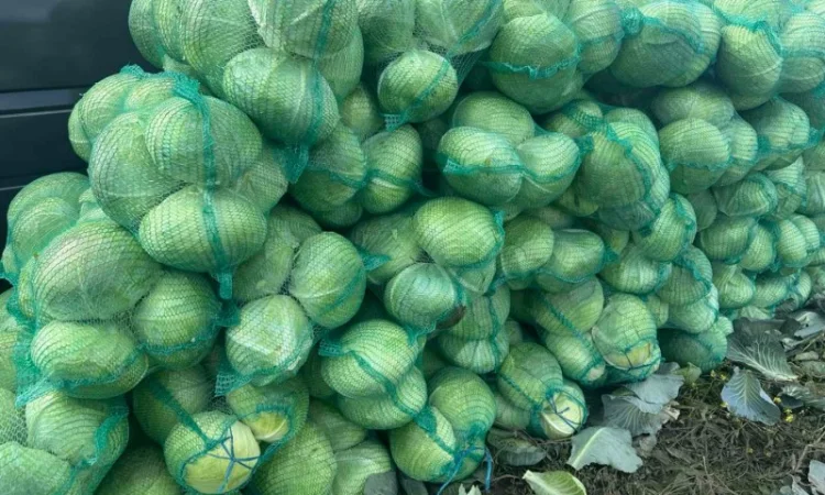 Капуста сорт агресор на продажу - фото № 5