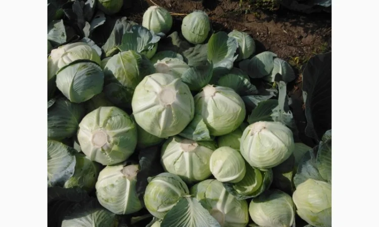 Капуста сорт Агрессор від виробника - фото № 1
