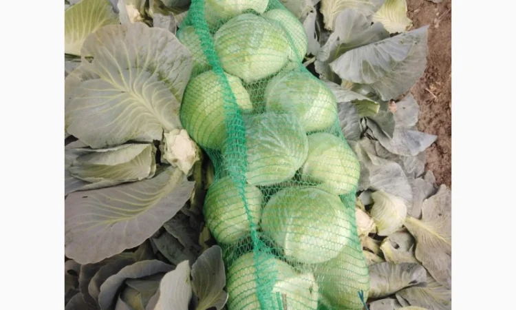 Капуста сорт Агрессор від виробника - фото № 2