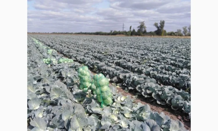 Капуста сорт Агрессор від виробника - фото № 3