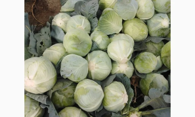 Капуста сорт Агрессор від виробника - фото № 4
