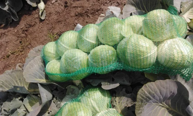 Капуста сорт Агрессор від виробника - фото № 5