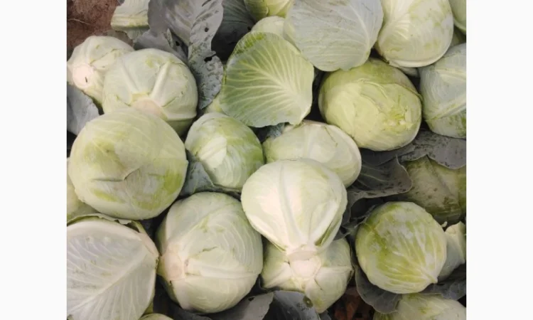 Капуста сорт Агрессор від виробника - фото № 6