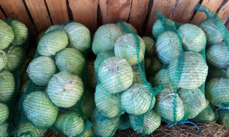 Капуста сорту Голт на продаж - фото № 1