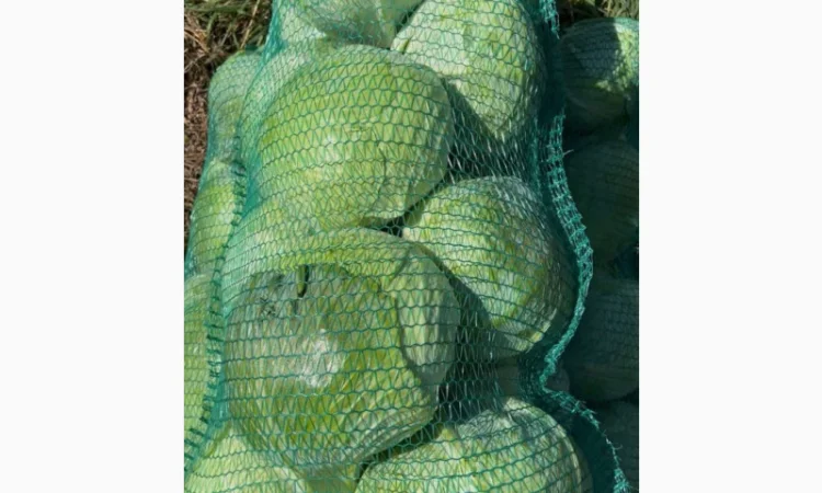 Капуста сорт агресор на продажу - фото № 2