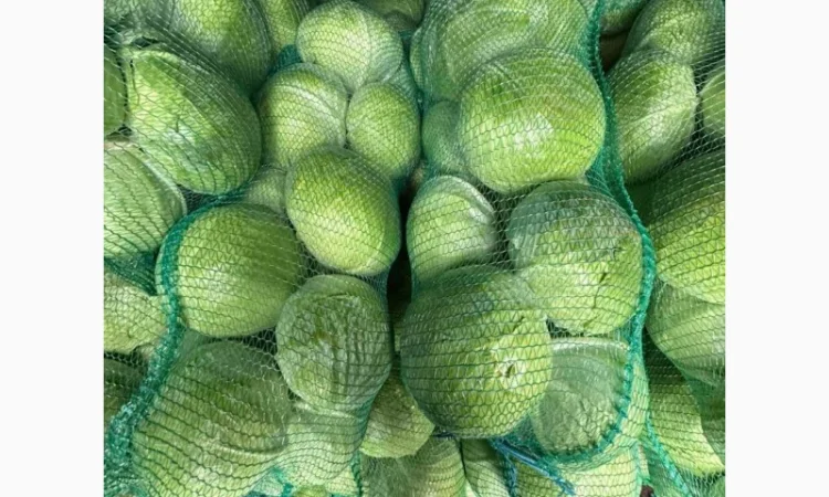 Капуста агресор і саксесор високої якості на продаж - фото № 1