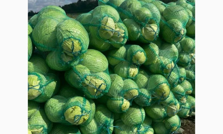 Капуста агресор і саксесор високої якості на продаж - фото № 3