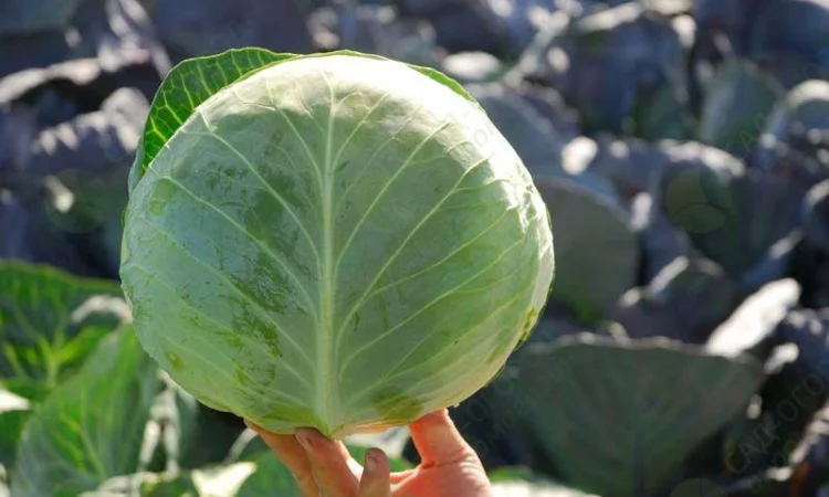 Продам позднюю капусту сорта Бригадир-Вісконт - фото № 1