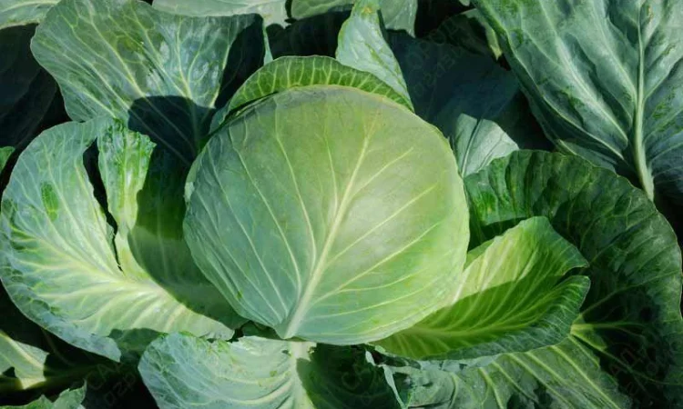 Продам позднюю капусту сорта Бригадир-Вісконт - фото № 2