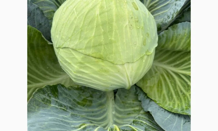 Капуста саксесор і агресор на продаж - фото № 1