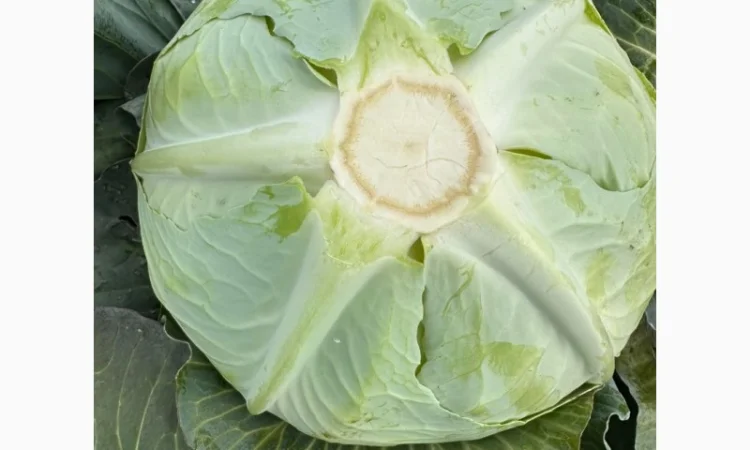 Капуста саксесор і агресор на продаж - фото № 2