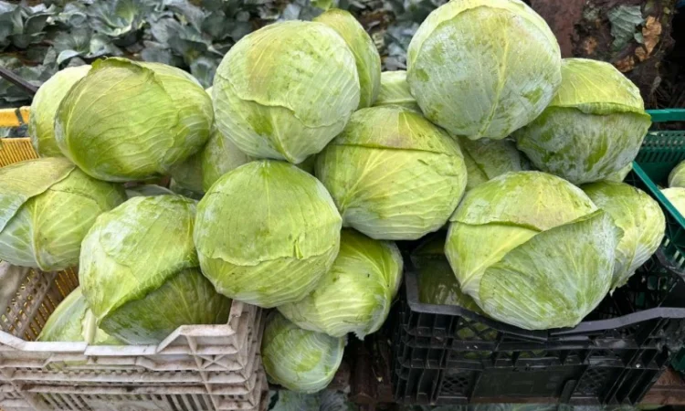 Капуста саксесор і агресор на продаж - фото № 3