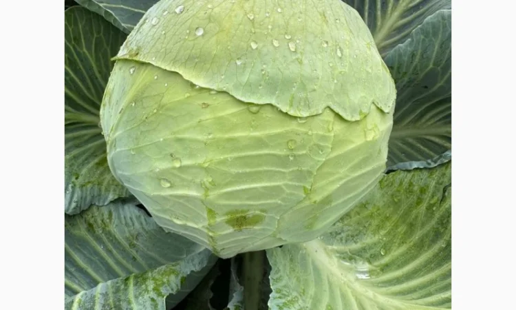 Капуста саксесор і агресор на продаж - фото № 4