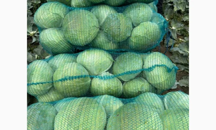 Капуста саксесор і агресор на продаж - фото № 5