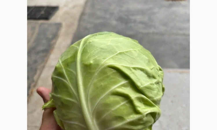 Молодая капуста высшего качества - фото № 1