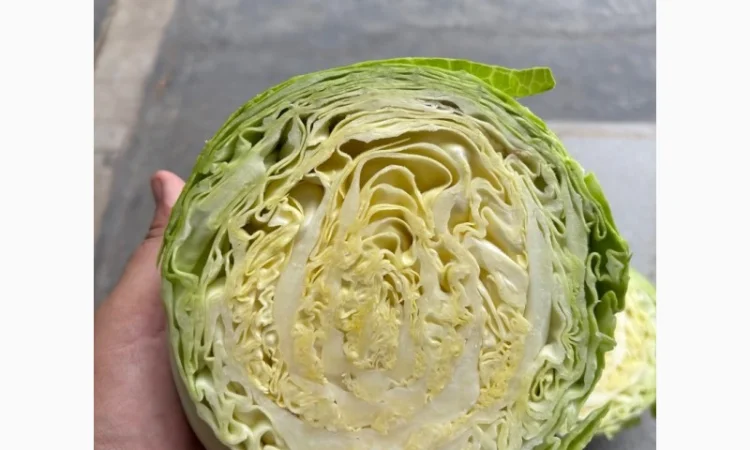 Молодая капуста высшего качества - фото № 4
