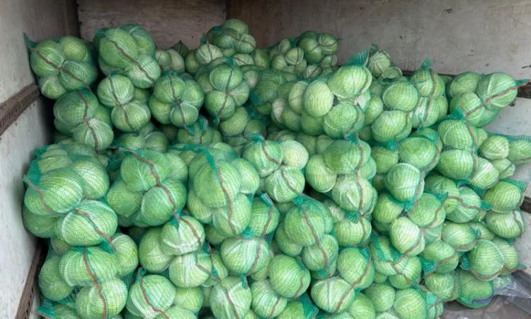 Продаж капусти агресор - фото № 1