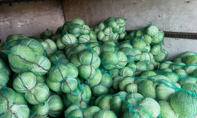 Продаж капусти агресор - фото № 2