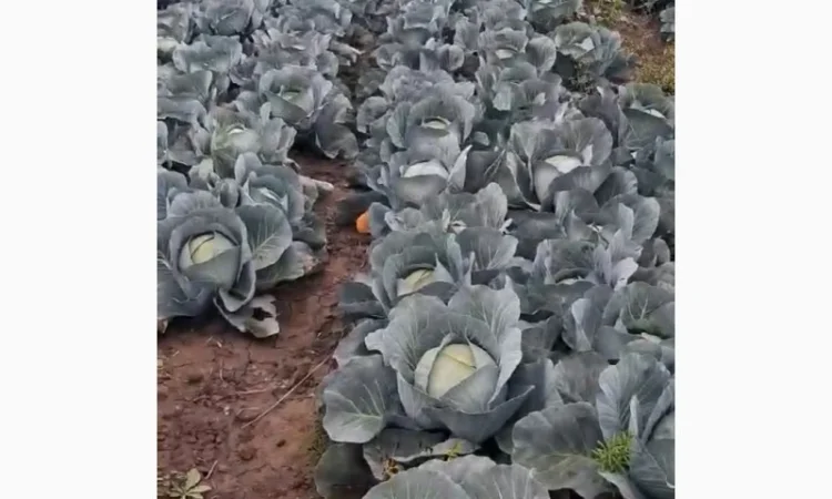 Капуста сорт Агресор на продажу - фото № 1