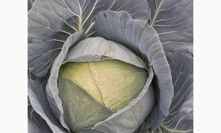 Капуста сорт Агресор на продажу - фото № 2