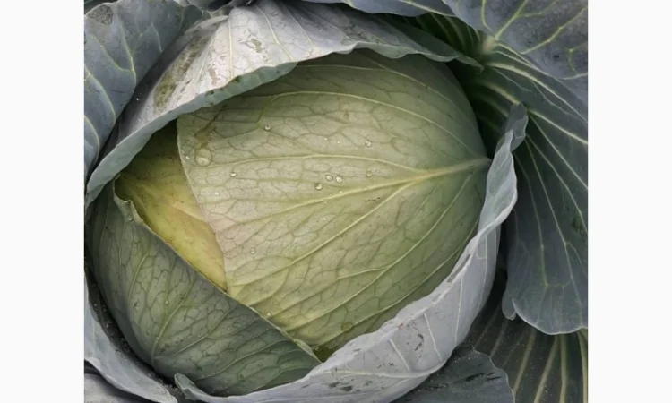 Капуста сорт Агресор на продажу - фото № 3