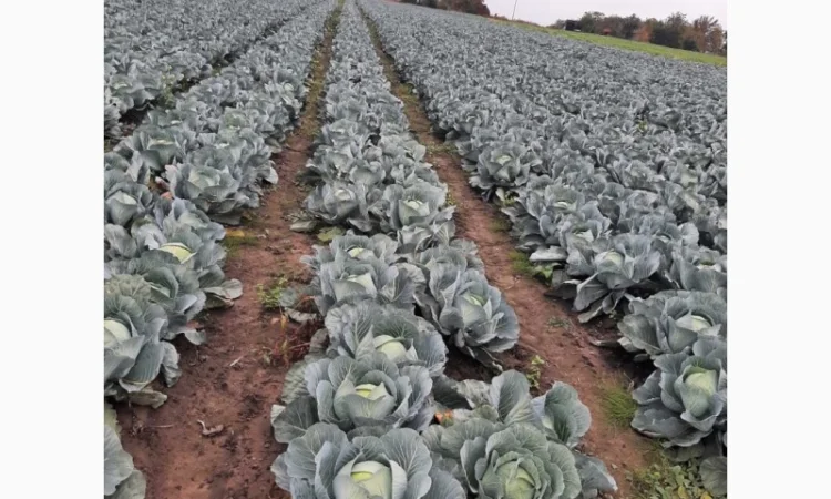 Капуста сорт Агресор на продажу - фото № 4