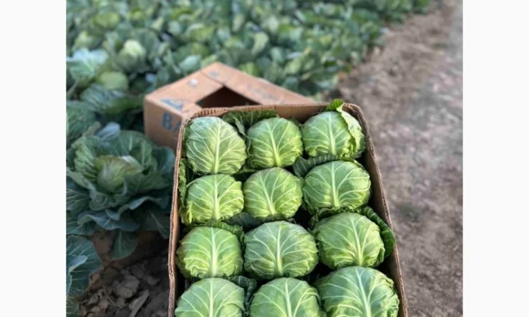 Капуста та інші овочі на продаж - фото № 1