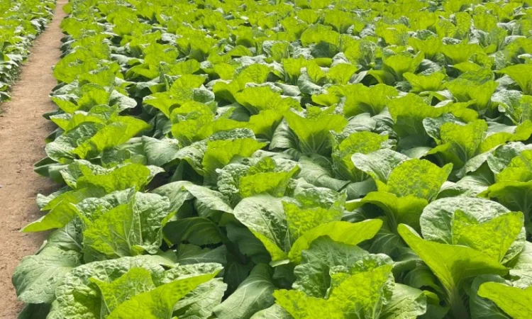 Замовлення на Пекінську капусту - фото № 1