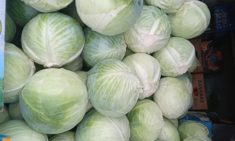 Капуста сорт Центурион на продажу - фото № 1