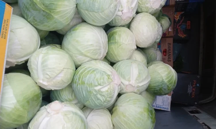 Капуста сорт Центурион на продажу - фото № 2