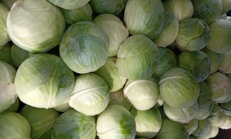 Капуста сорт Центурион на продажу - фото № 3