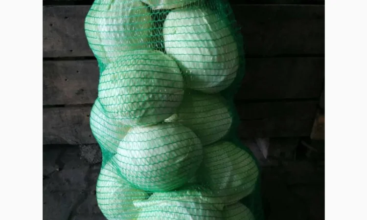 Капуста сорт Агрессор на продаж - фото № 1