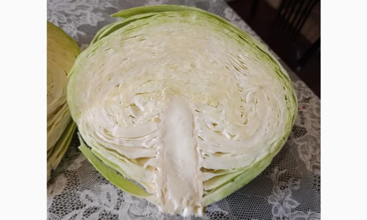 Капуста Агресор для переработки - фото № 1