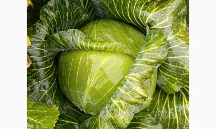 Капуста Агресор для переработки - фото № 2