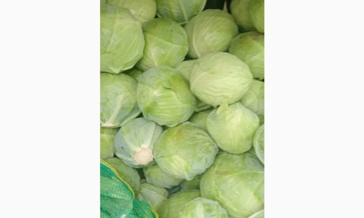 Продаж капусти білокачанної - фото № 1
