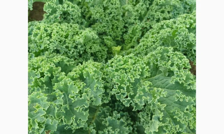 Свежая капуста Кале (Kale) от производителя, урожай 2025 - фото № 1