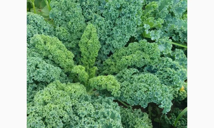 Свежая капуста Кале (Kale) от производителя, урожай 2025 - фото № 2