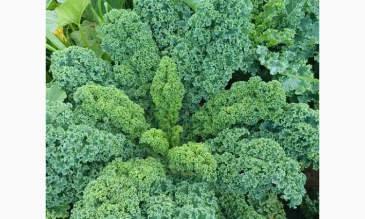 Свежая капуста Кале (Kale) от производителя, урожай 2025 - фото № 5