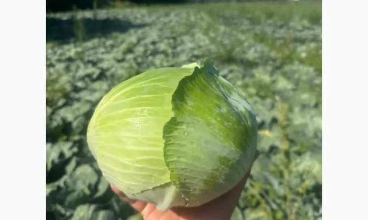 Продажа капусты гібрид Агресор - фото № 1
