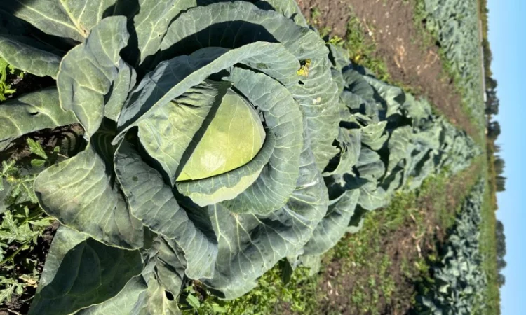 Капуста для продажи - фото № 1