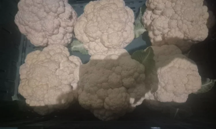 Продам капусту цветную - фото № 2