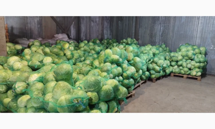 Капуста оптом - фото № 1